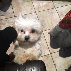 Meet your Posher, Dulce